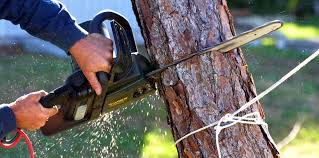 Lake Forest, CA Tree Care Company