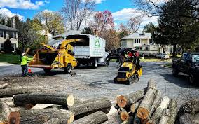 Best Palm Tree Trimming  in Lake Forest, CA