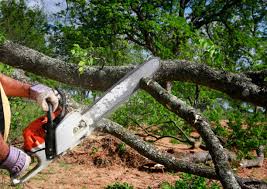 Best Seasonal Cleanup (Spring/Fall)  in Lake Forest, CA