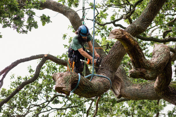 Best Firewood Processing and Delivery  in Lake Forest, CA