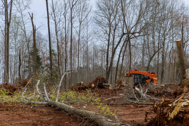 Best Root Management and Removal  in Lake Forest, CA