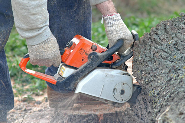 How Our Tree Care Process Works  in  Lake Forest, CA