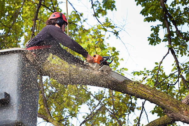 Best Utility Line Clearance  in Lake Forest, CA