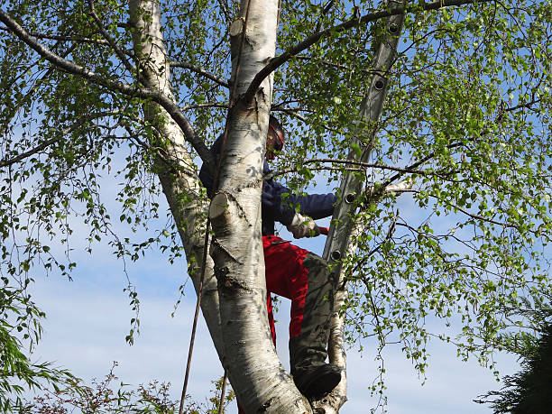 Best Tree Disease Treatment  in Lake Forest, CA