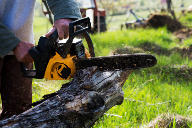 Best Hazardous Tree Removal  in Lake Forest, CA