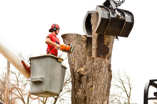 Best Tree Trimming and Pruning  in Lake Forest, CA